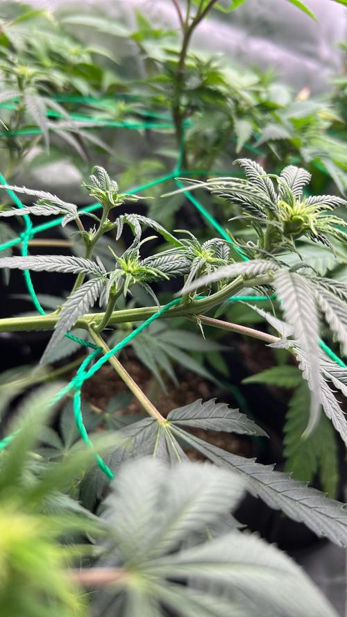 Apple Fritter & Strawberry Cough. Week 8