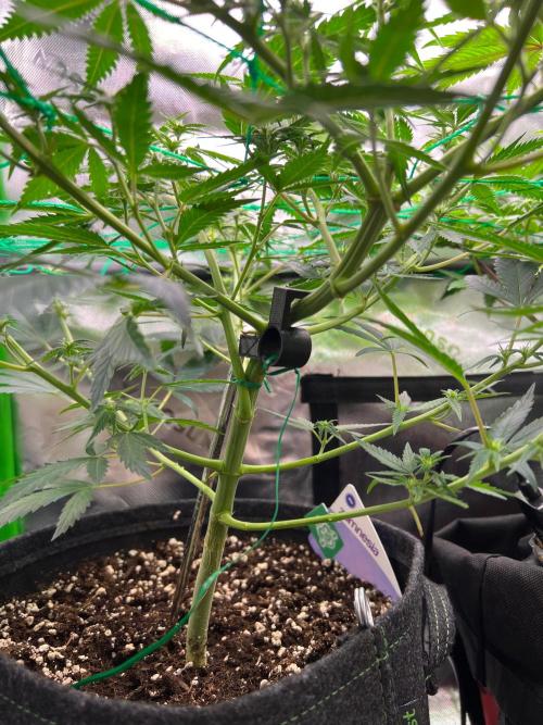 Apple Fritter & Strawberry Cough. Week 8