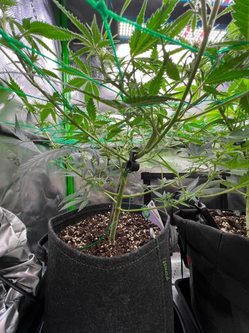 Apple Fritter & Strawberry Cough. Week 8