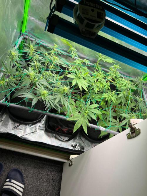 Apple Fritter & Strawberry Cough. Week 8