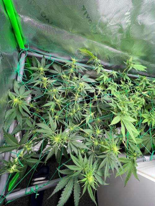 Apple Fritter & Strawberry Cough. Week 8