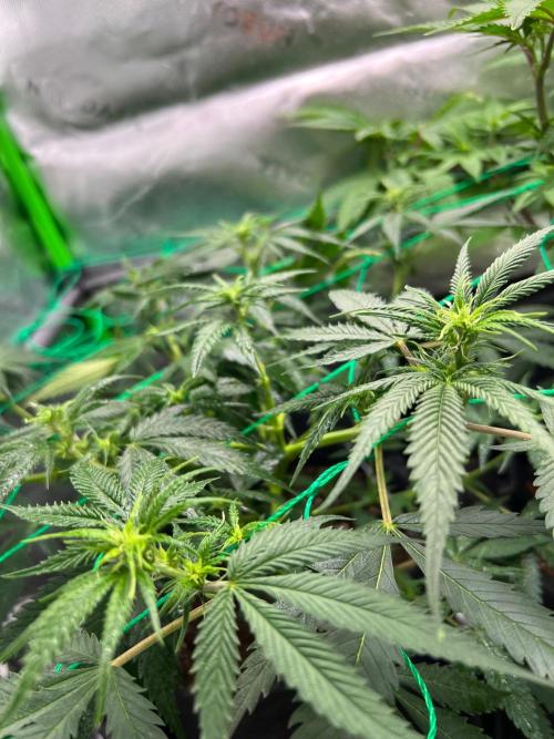 Apple Fritter & Strawberry Cough. Week 8