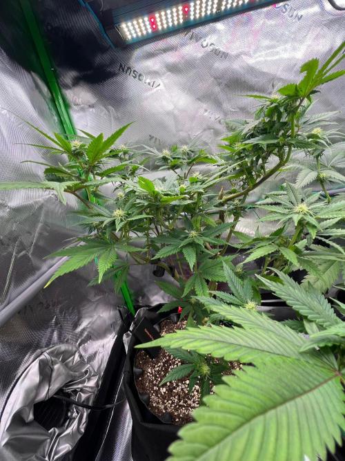 Apple Fritter & Strawberry Cough. Week 9