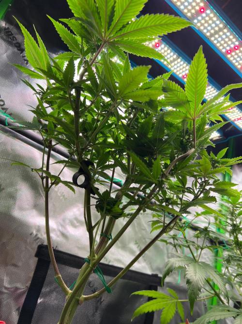 Apple Fritter & Strawberry Cough. Week 9