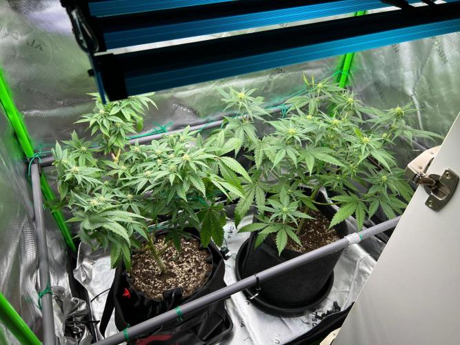 Apple Fritter & Strawberry Cough. Week 9