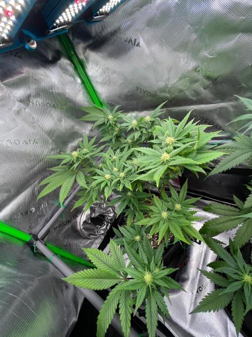 Apple Fritter & Strawberry Cough. Week 9