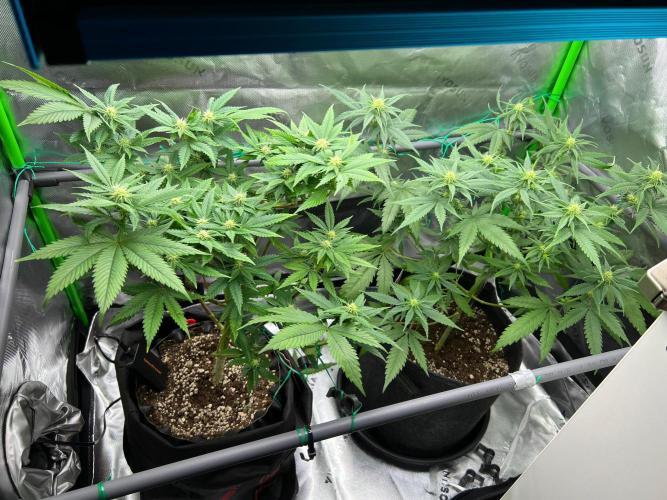 Apple Fritter & Strawberry Cough. Week 9