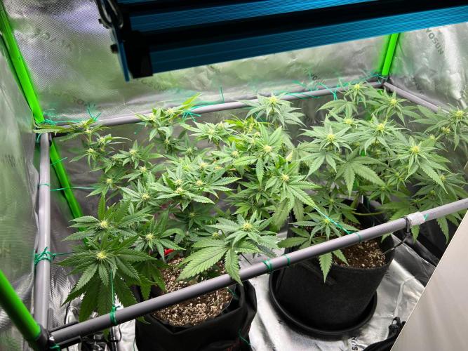 Apple Fritter & Strawberry Cough. Week 9