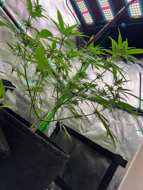 Apple Fritter & Strawberry Cough. Week 9