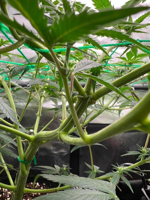 Apple Fritter & Strawberry Cough. Week 9