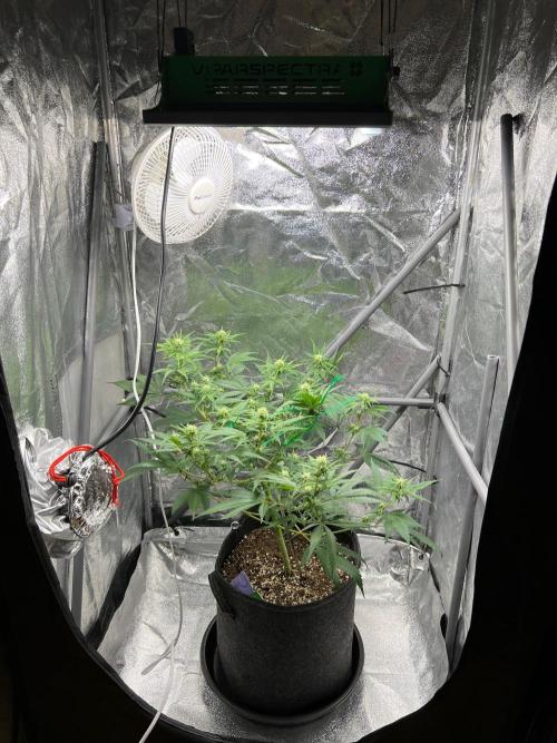 Apple Fritter & Strawberry Cough. Week 9 - Blueberry aka Tranberry QQ