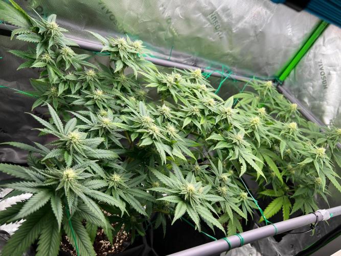 Apple Fritter & Strawberry Cough. Week 10