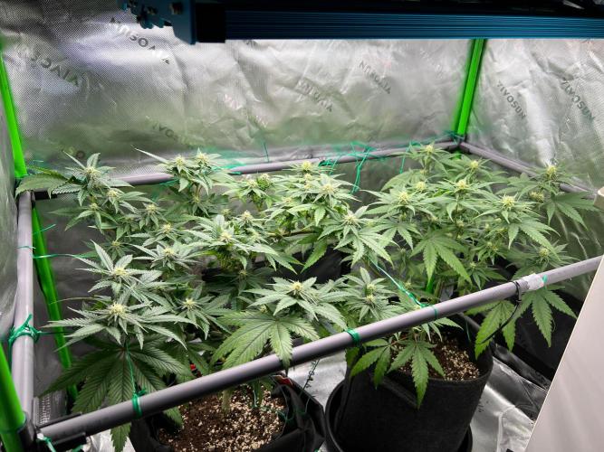 Apple Fritter & Strawberry Cough. Week 10