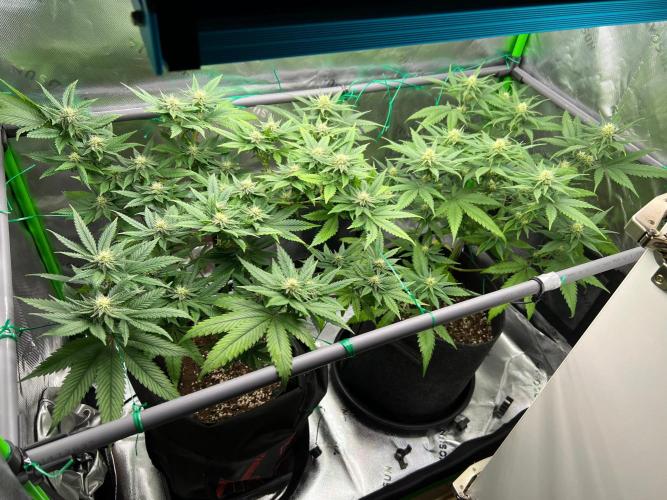 Apple Fritter & Strawberry Cough. Week 10