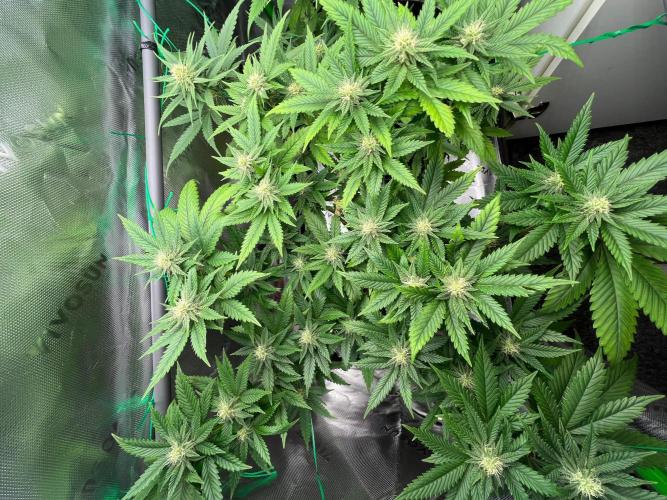 Apple Fritter & Strawberry Cough. Week 10