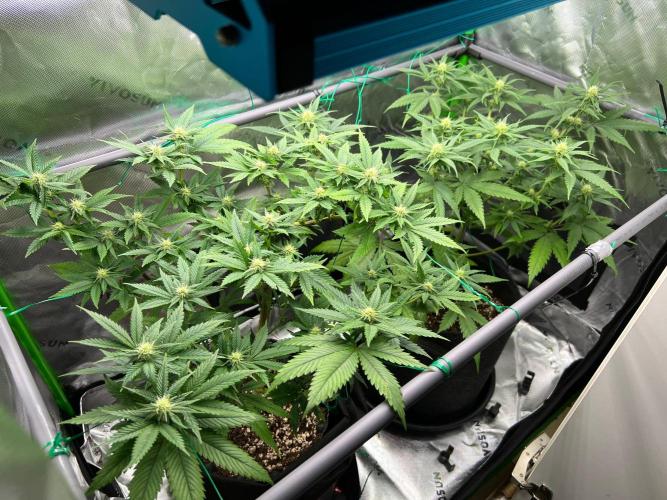 Apple Fritter & Strawberry Cough. Week 10