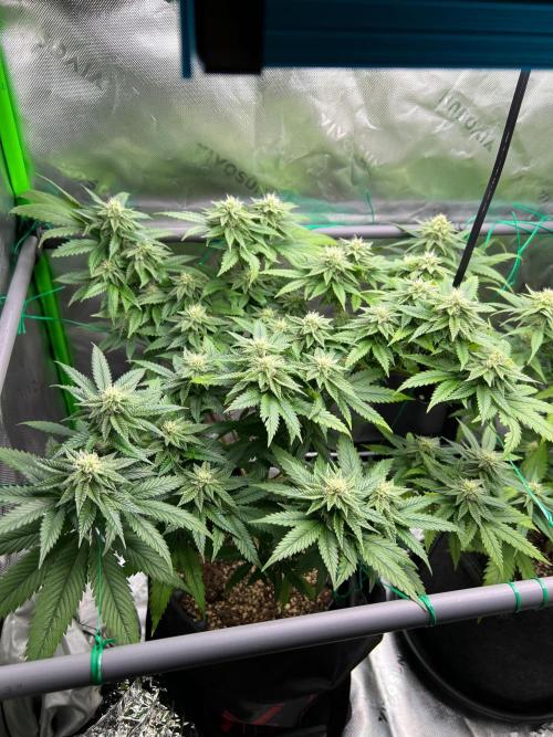 Apple Fritter & Strawberry Cough. Week 11