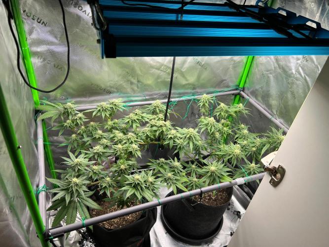 Apple Fritter & Strawberry Cough. Week 11