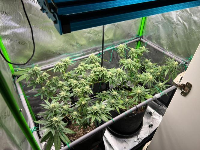 Apple Fritter & Strawberry Cough. Week 11