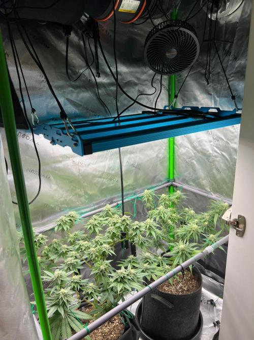 Apple Fritter & Strawberry Cough. Week 11