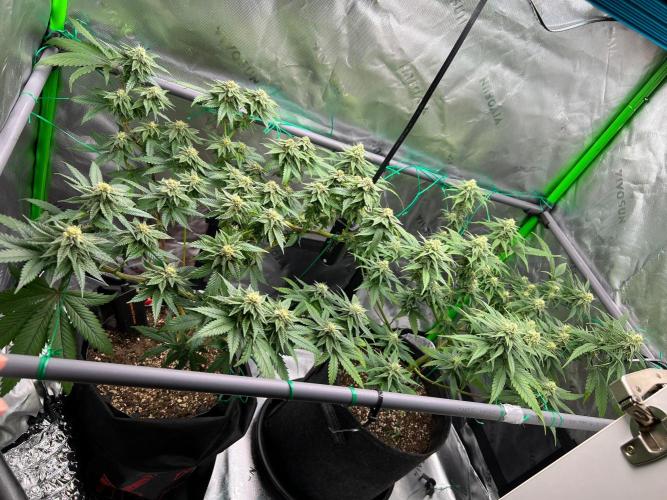 Apple Fritter & Strawberry Cough. Week 11