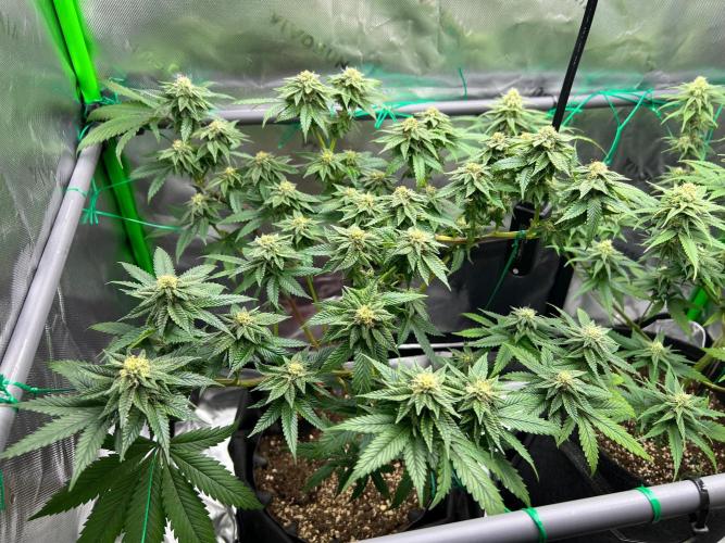 Apple Fritter & Strawberry Cough. Week 11