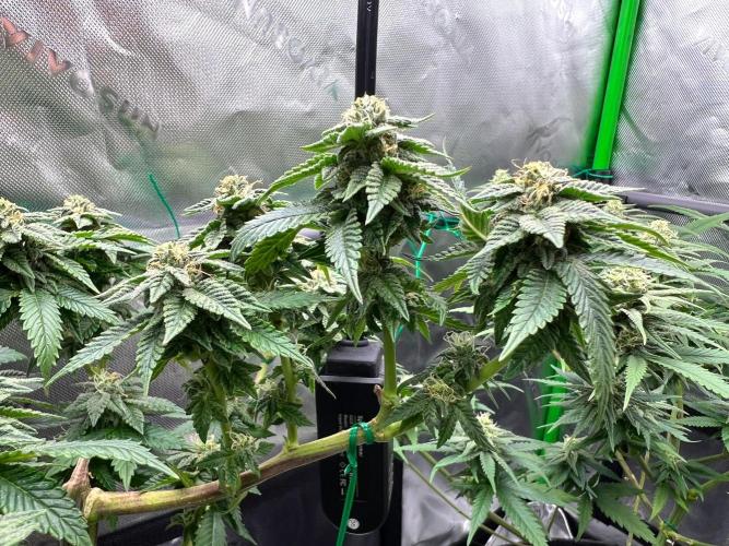 Apple Fritter & Strawberry Cough. Week 11