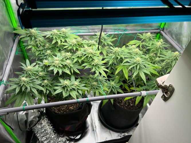 Apple Fritter & Strawberry Cough. Week 11