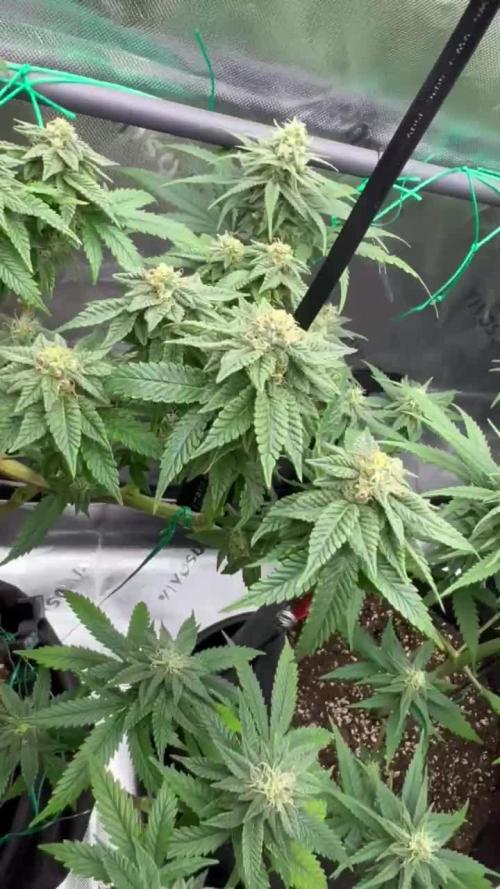 Apple Fritter & Strawberry Cough