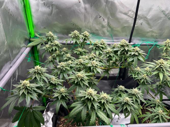 Apple Fritter & Strawberry Cough. Week 12