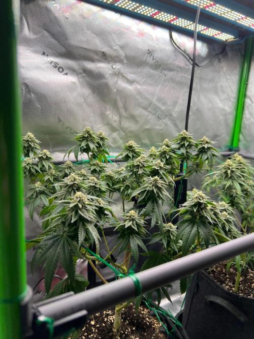 Apple Fritter & Strawberry Cough. Week 12