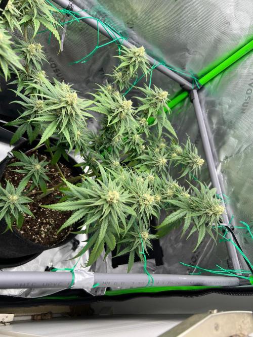 Apple Fritter & Strawberry Cough. Week 12