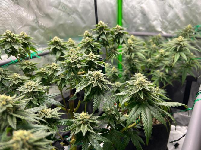 Apple Fritter & Strawberry Cough. Week 12