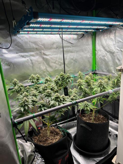 Apple Fritter & Strawberry Cough. Week 13