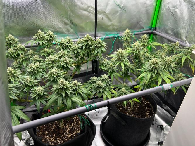 Apple Fritter & Strawberry Cough. Week 13