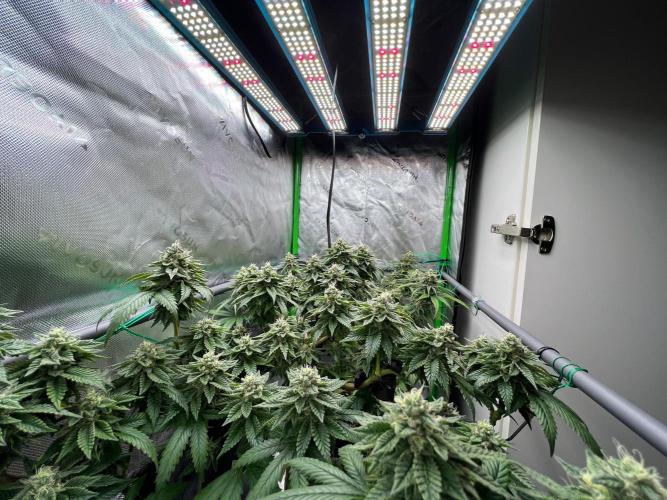 Apple Fritter & Strawberry Cough. Week 13