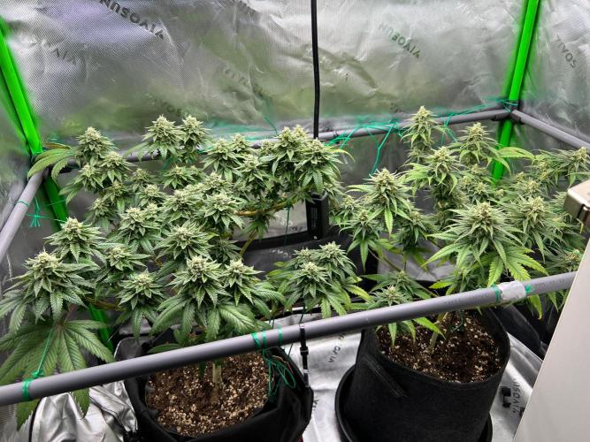 Apple Fritter & Strawberry Cough. Week 13