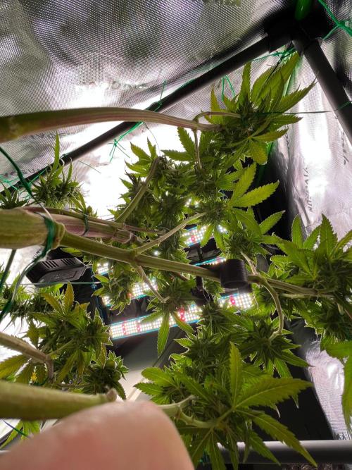 Apple Fritter & Strawberry Cough. Week 13