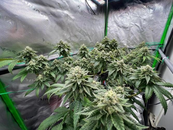 Apple Fritter & Strawberry Cough. Week 13