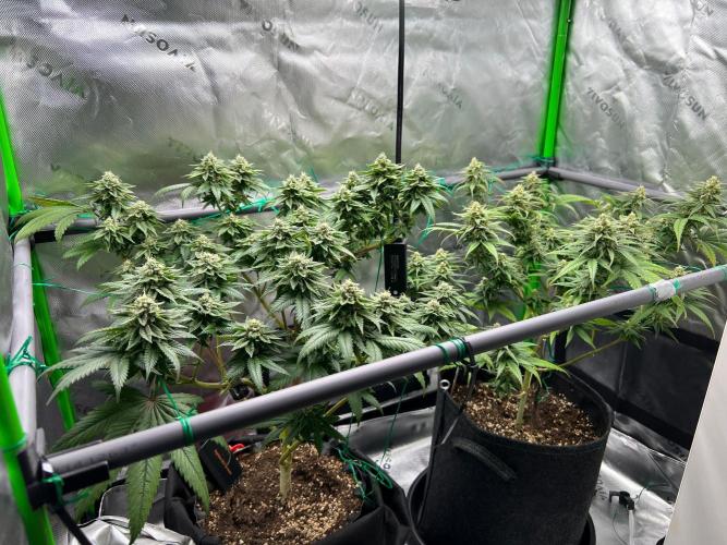 Apple Fritter & Strawberry Cough. Week 13