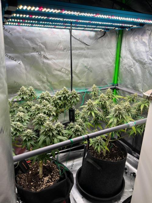 Apple Fritter & Strawberry Cough. Week 14