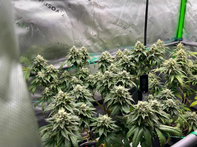 Apple Fritter & Strawberry Cough. Week 14