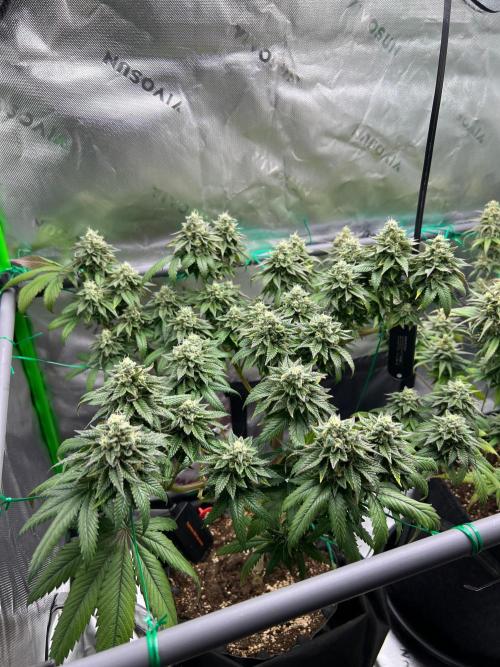 Apple Fritter & Strawberry Cough. Week 14