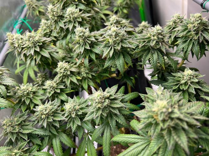 Apple Fritter & Strawberry Cough. Week 14