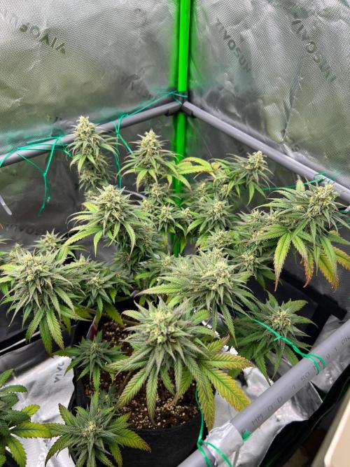 Apple Fritter & Strawberry Cough. Week 14