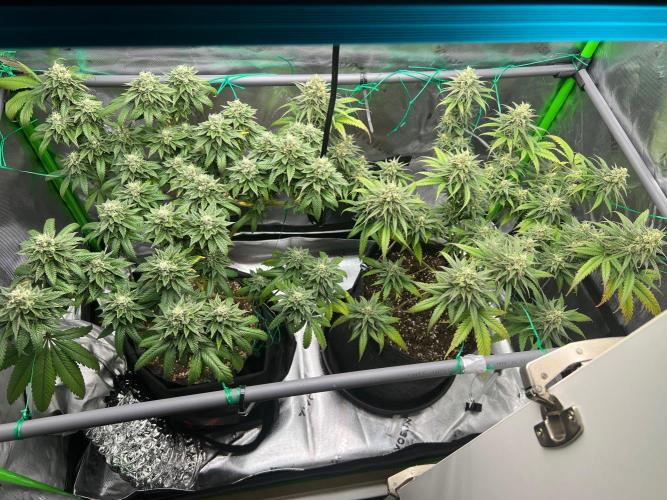 Apple Fritter & Strawberry Cough. Week 14