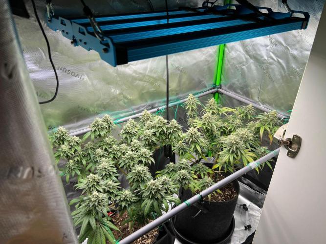 Apple Fritter & Strawberry Cough. Week 14