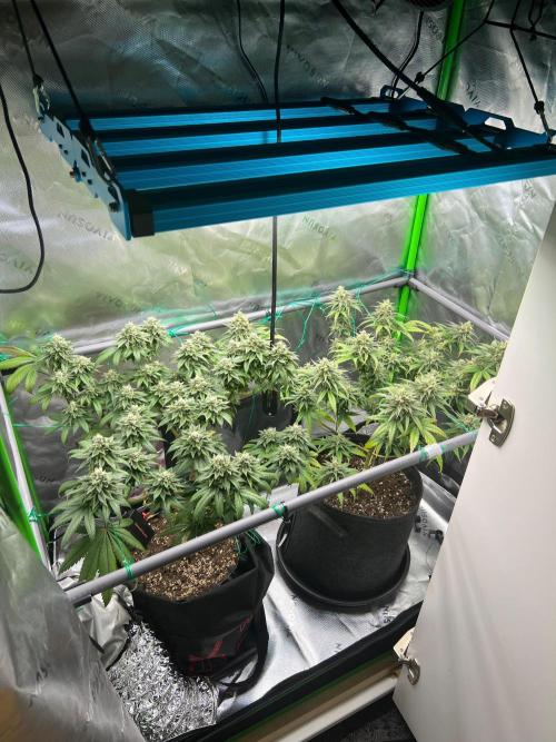 Apple Fritter & Strawberry Cough. Week 14