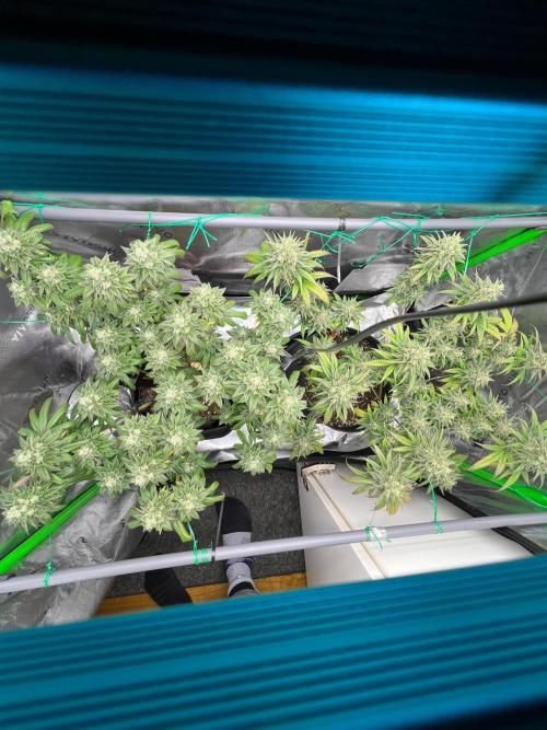 Apple Fritter & Strawberry Cough. Week 15