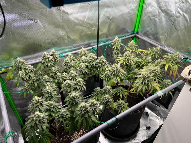 Apple Fritter & Strawberry Cough. Week 15